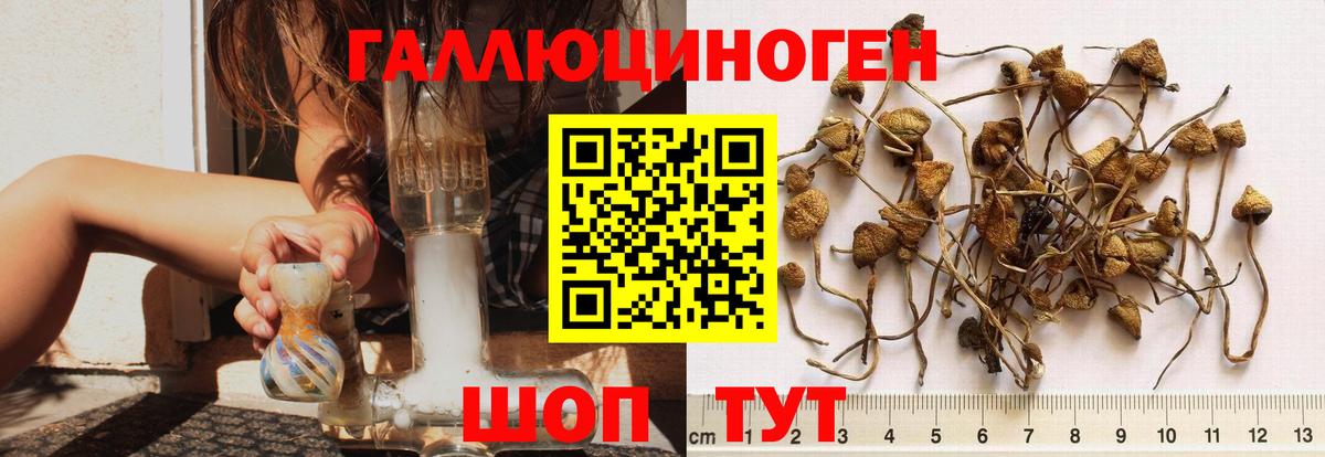 Галлюциногенные грибы прущие грибы Новочеркасск